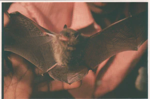 Ecology and Conservation Strategy of Bats in Rural Area featured image