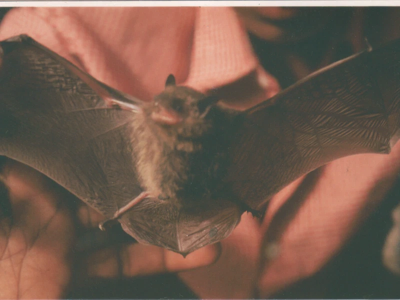 Ecology and Conservation Strategy of Bats in Rural Area featured image