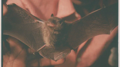 Ecology and Conservation Strategy of Bats in Rural Area featured image